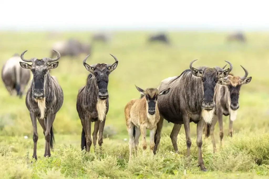 Tanzania Safari Equipment – Essential Gear for a Successful Safari