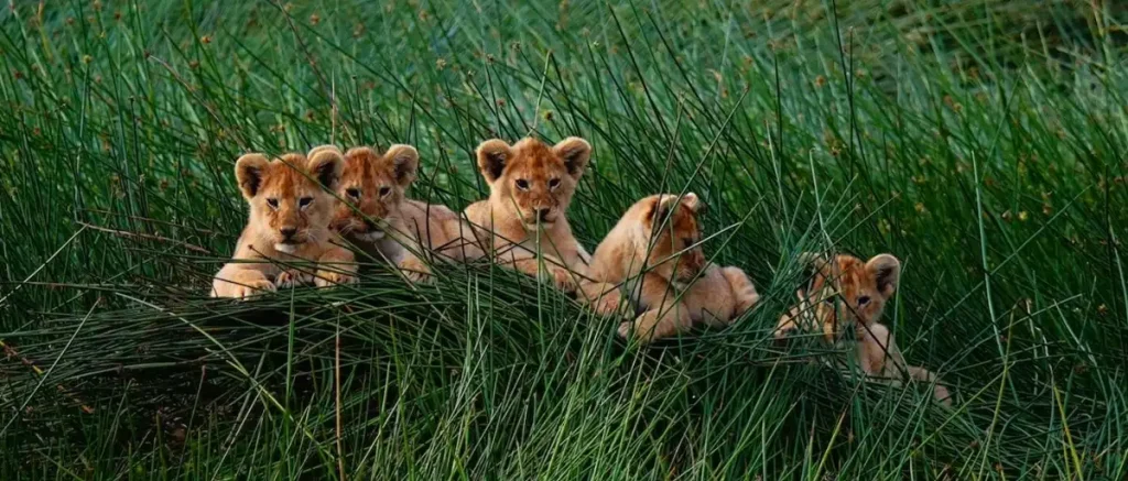 Tanzania Safari with the best Tour Operator