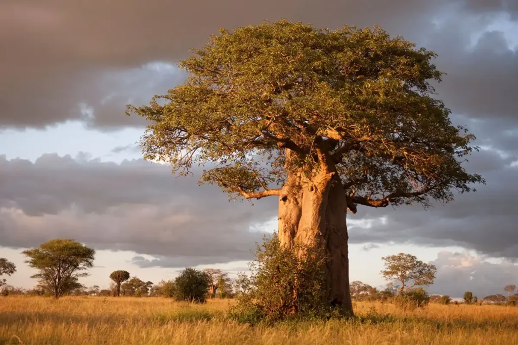 Tarangire National Park