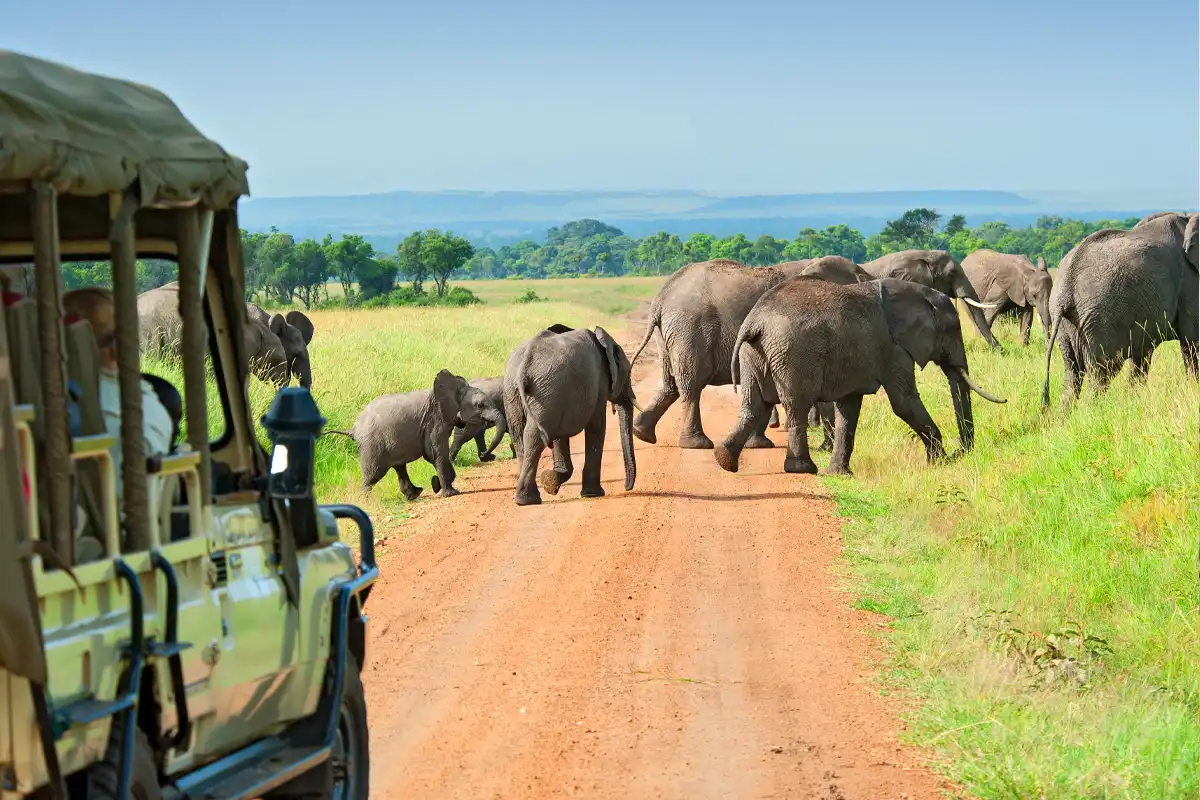 What to Do If You Lose Something on a Tanzania Safari