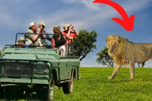 Why Lions Don’t Attack Tourists on Jeeps